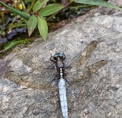 Orthetrum internum