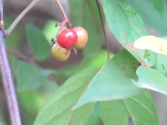 Schisandra chinensis