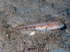 Gobius roulei