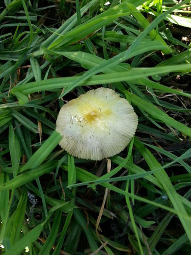 Bolbitius titubans var. titubans image