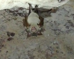 Macronycteris commersonii