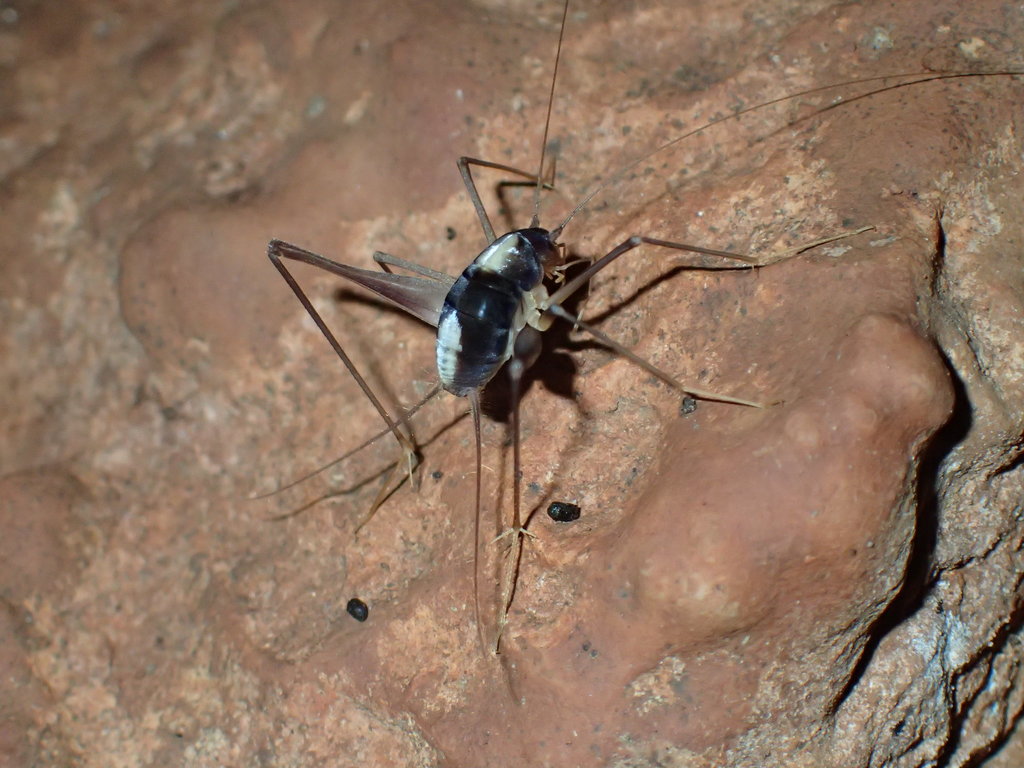 Malgasiinae