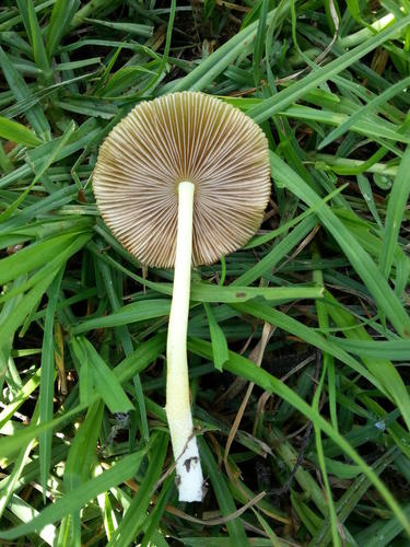 Bolbitius titubans var. titubans image