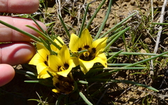Romulea luteoflora