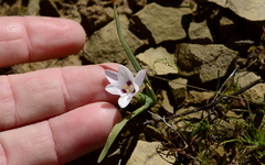 Hesperantha luticola