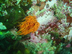 Pseudactinia flagellifera