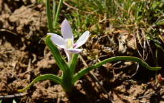 Hesperantha luticola