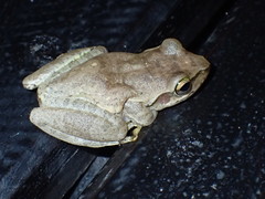 Boophis doulioti