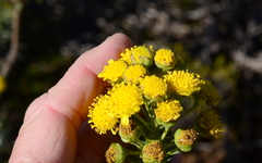 Euryops lateriflorus
