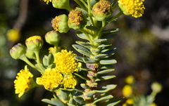 Euryops lateriflorus