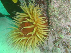 Pseudactinia flagellifera