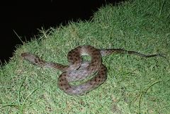 Madagascarophis colubrinus