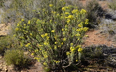 Euryops lateriflorus