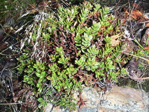 Crassula obtusa