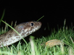 Madagascarophis colubrinus