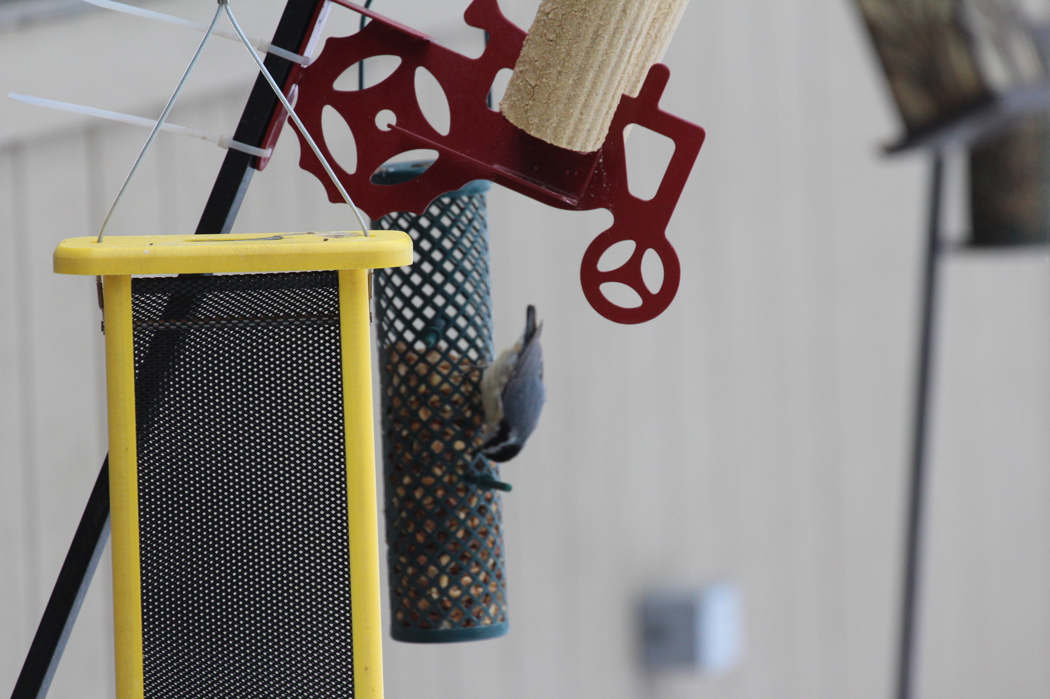 Red-breasted Nuthatch