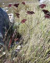 Hermas gigantea