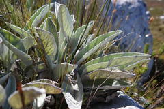 Hermas gigantea