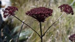 Hermas gigantea