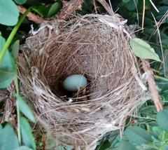 Zosterops virens virens