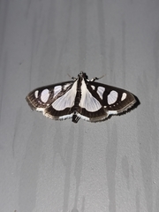 Glyphodes quadrimaculalis