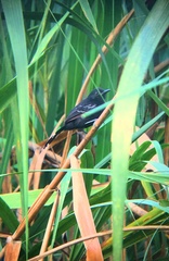 Cercomacra nigricans