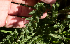 Senecio spiraeifolius