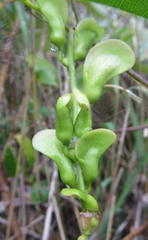 Canavalia bonariensis