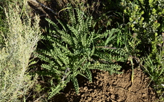 Senecio spiraeifolius