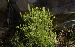 Gnidia geminiflora