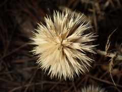 Echinops ritro