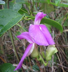 Canavalia bonariensis