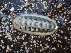 Ischnochiton subviridis