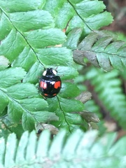 Harmonia axyridis
