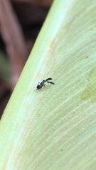Cryptanusia