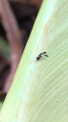 Cryptanusia
