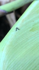 Cryptanusia