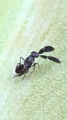 Cryptanusia