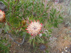 Protea susannae