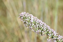 Liatris carrizana