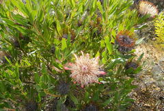Protea susannae