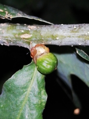 Andricus pseudoinflator