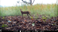Leptailurus serval constantina