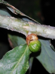 Andricus pseudoinflator