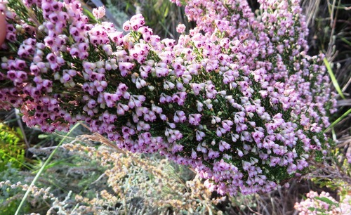 Image of Erica lucida by (c) linkie, some rights reserved (CC BY)