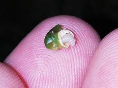 Andricus pseudoinflator