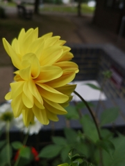 Dahlia pinnata