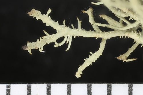 Bristly Beard Lichen