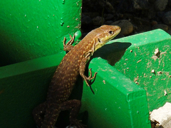 Podarcis siculus