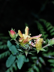 Hypericum undulatum